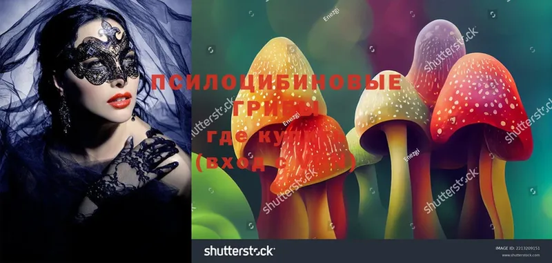 наркота  Касимов  Псилоцибиновые грибы MAGIC MUSHROOMS 